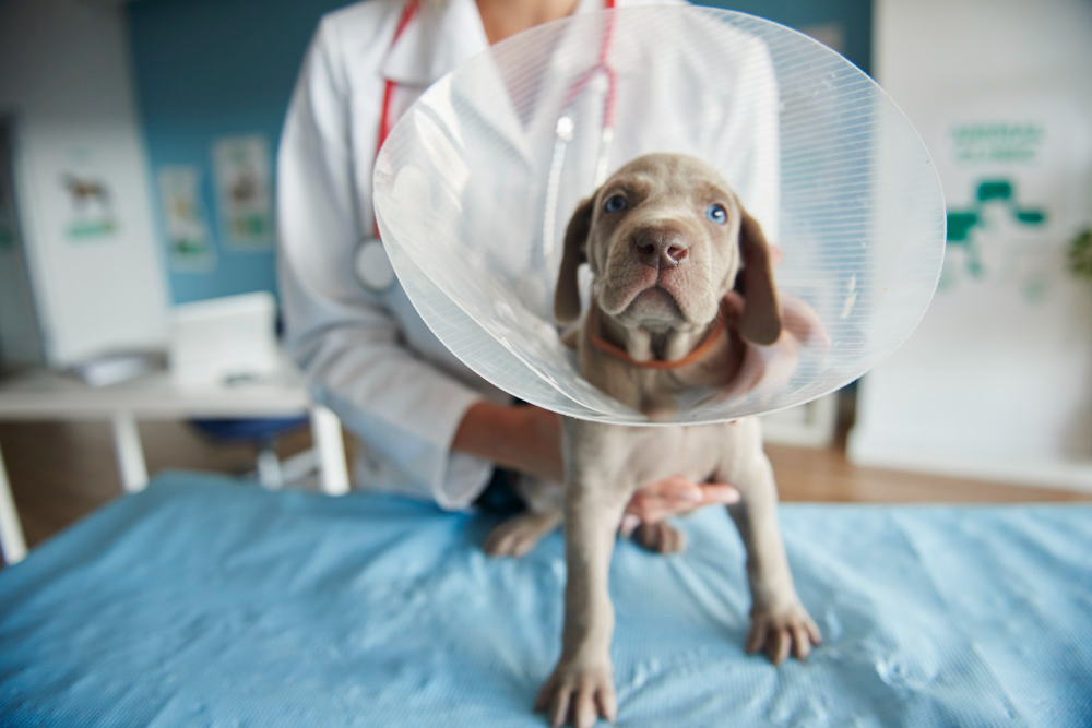 Cranial cruciate ligament injury treatment at Vet For Pet Animal Hospital