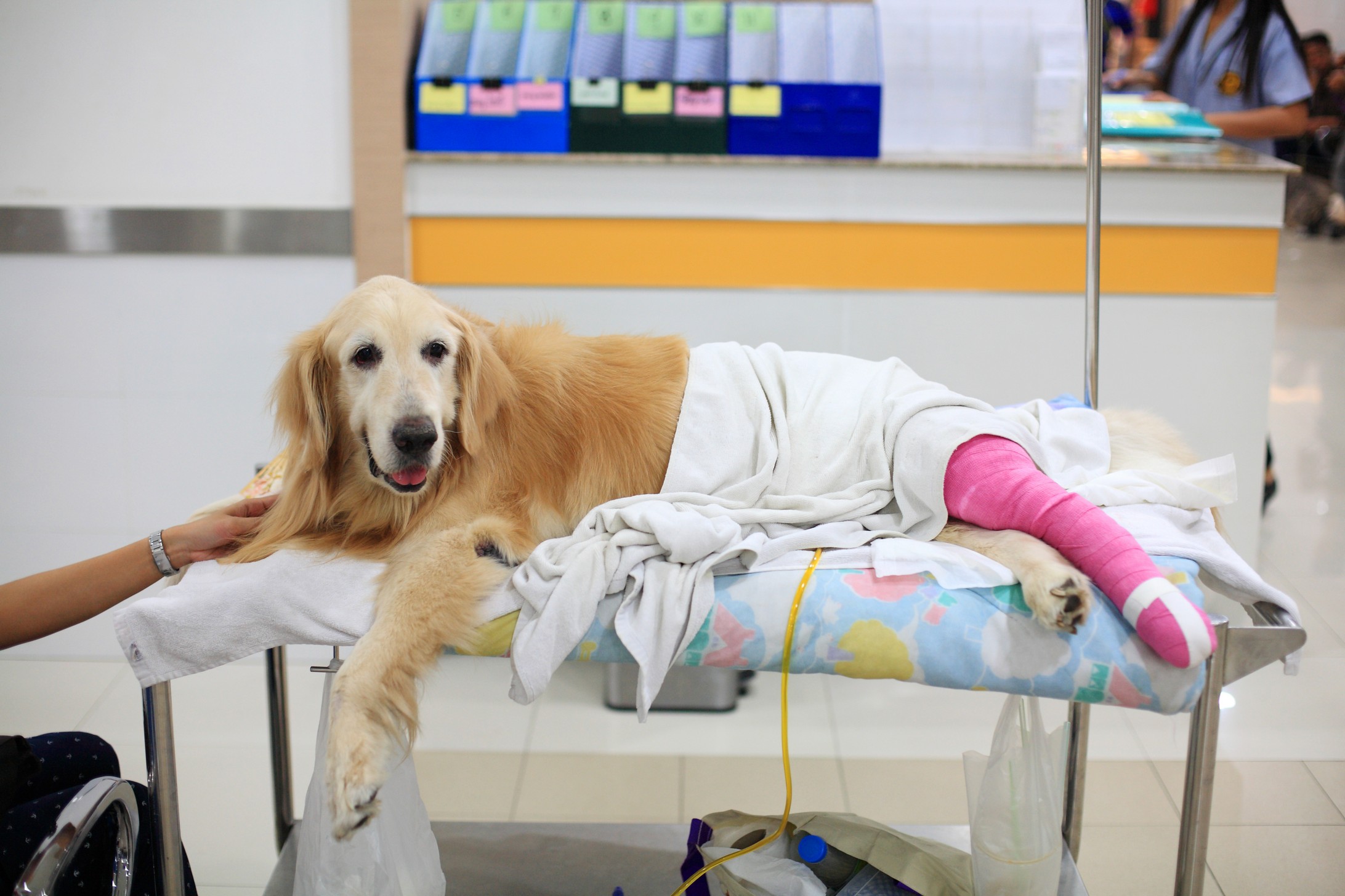 Hip dysplasia treatment for pets at Vet For Pet Animal Hospital